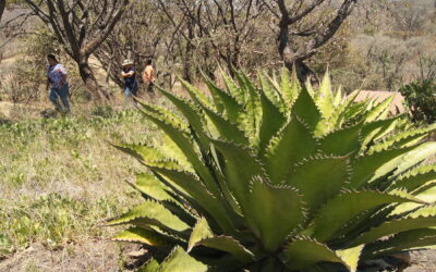 Ciencia y tecnología aplicadas al desarrollo mezcalero sostenible en Etúcuaro, Mich.
