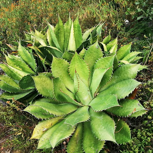 kua03