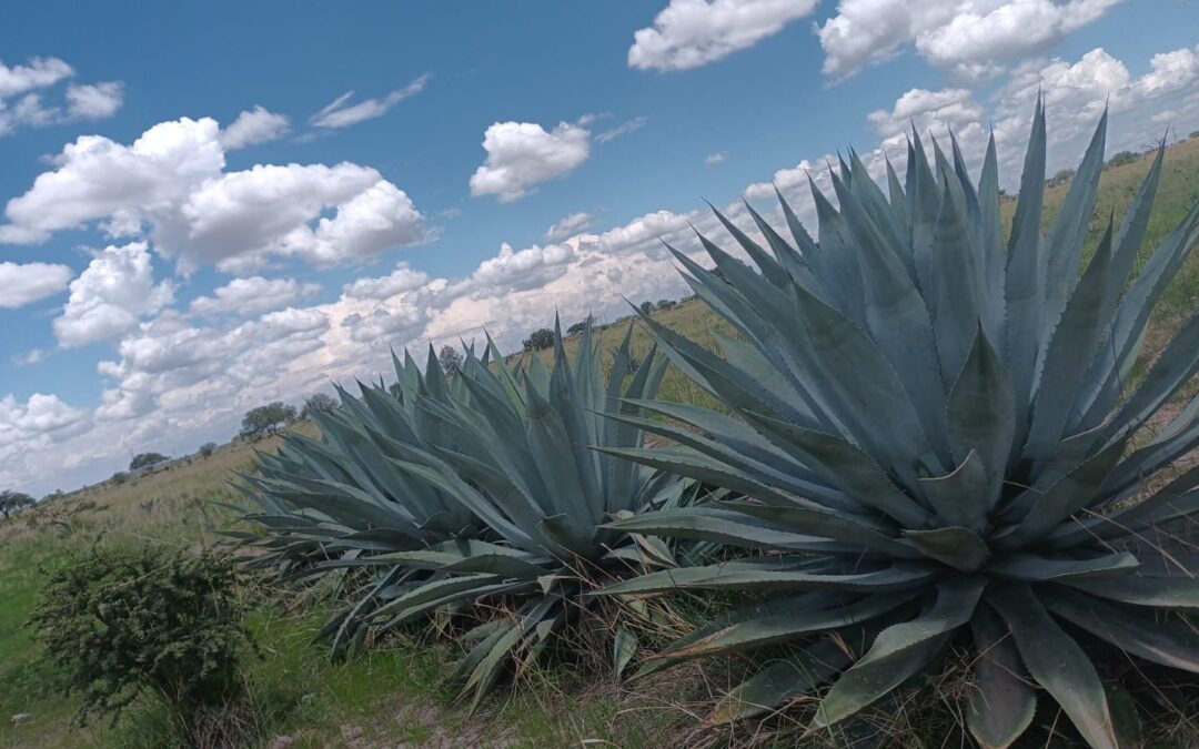 Otoño boreal con mezcal y bacanora