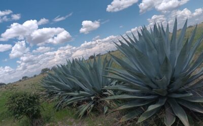Otoño boreal con mezcal y bacanora