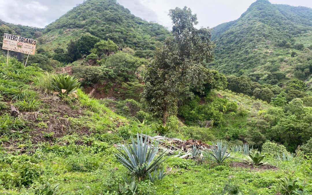 Destacan las Mujeres del  Mezcal en diferentes ámbitos de la industria de las bebidas destiladas de agave.