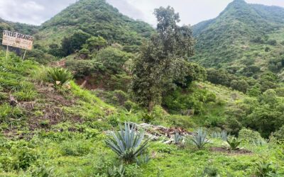 Destacan las Mujeres del  Mezcal en diferentes ámbitos de la industria de las bebidas destiladas de agave.