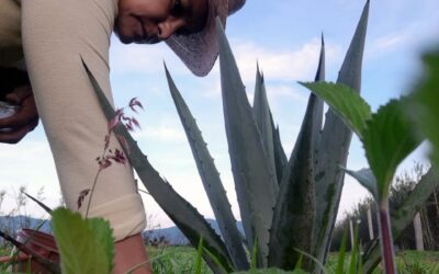 Acuerdos para el bien común de las Mujeres del Mezcal y Maguey de Oaxaca