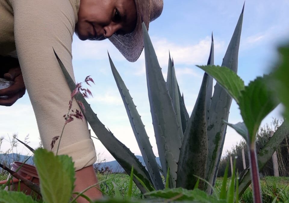 Acuerdos para el bien común de las Mujeres del Mezcal y Maguey de Oaxaca