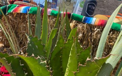 La Perla de Tzitzio, en la puerta a Tierra Caliente de Michoacán, en la Primera Feria del Mezcal